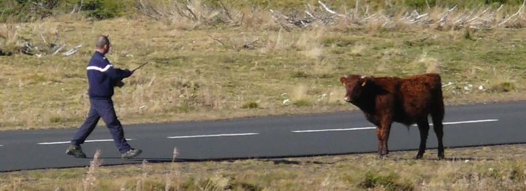 Insolite !