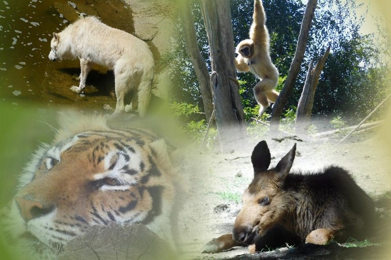 Animaux