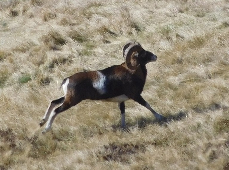 Mouflon