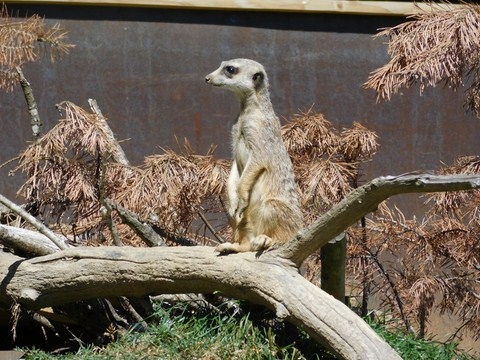 Suricate.