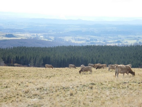 Fontaine salée - Vaches.jpg