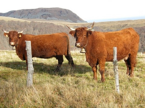 Fontaine salée - Vaches.jpg