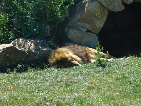Lion.