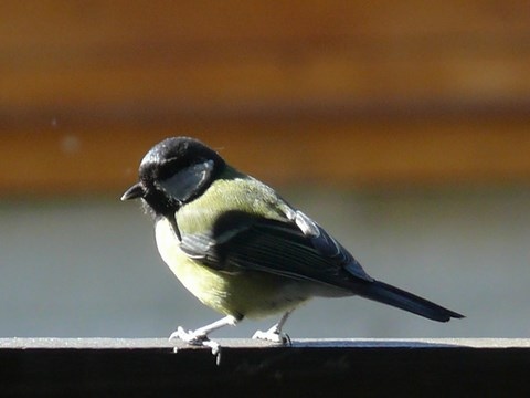 Mésange charbonnière