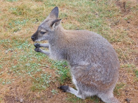 Wallabi