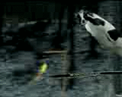 Vache qui fait du ski !