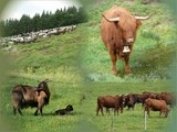 Animaux des prairies.