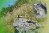 Marmottes.