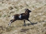 Mouflon