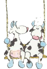 Vaches balançoire.